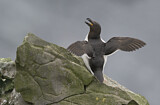 Image. Razorbill