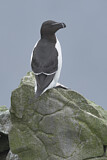 Image. Razorbill