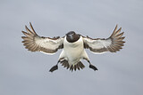 Image. Razorbill