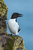Image. Razorbill