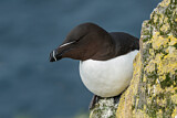 Image. Razorbill