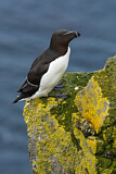 Image. Razorbill