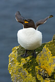 Image. Razorbill