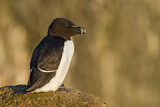 Image. Razorbill