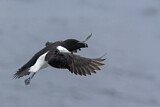 Image. Razorbill