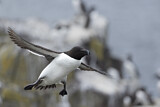 Image. Razorbill