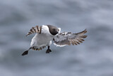 Image. Razorbill