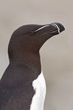 Image. Razorbill