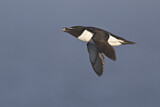 Image. Razorbill