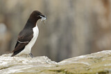Image. Razorbill