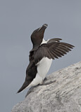 Image. Razorbill