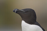 Image. Razorbill