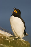 Image. Razorbill