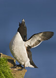 Image. Razorbill