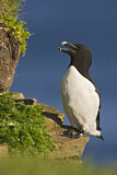 Image. Razorbill