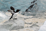 Image. Razorbill