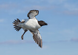 Image. Razorbill