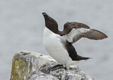 Image. Razorbill