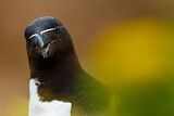 Image. Razorbill