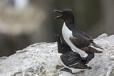 Image. Razorbill