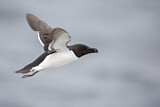 Image. Razorbill