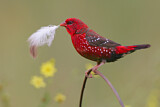 Image. Red Avadavat