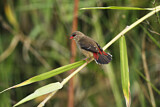 Image. Red Avadavat