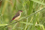 Image. Red Avadavat