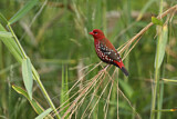 Image. Red Avadavat
