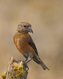 Image. Red Crossbill