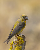 Image. Red Crossbill