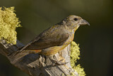 Image. Red Crossbill