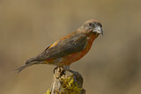 Image. Red Crossbill