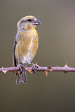 Image. Red Crossbill