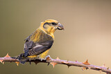 Image. Red Crossbill