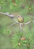 Image. Red Crossbill