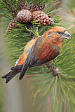 Image. Red Crossbill