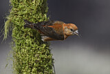 Image. Red Crossbill