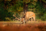 Image. Red Deer