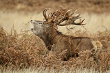 Image. Red Deer