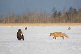 Image. Red Fox