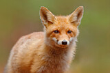 Image. Red Fox