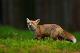 Image. Red Fox