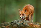 Image. Red Fox
