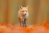 Image. Red Fox