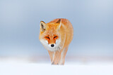 Image. Red Fox