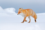 Image. Red Fox