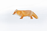 Image. Red Fox