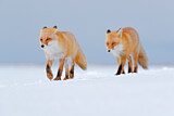 Image. Red Fox