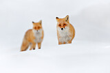 Image. Red Fox